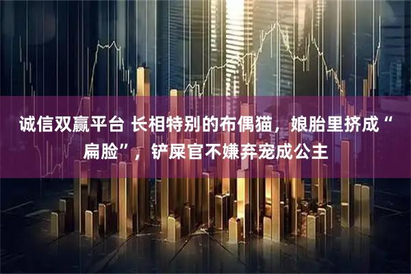 诚信双赢平台 长相特别的布偶猫，娘胎里挤成“扁脸”，铲屎官不嫌弃宠成公主